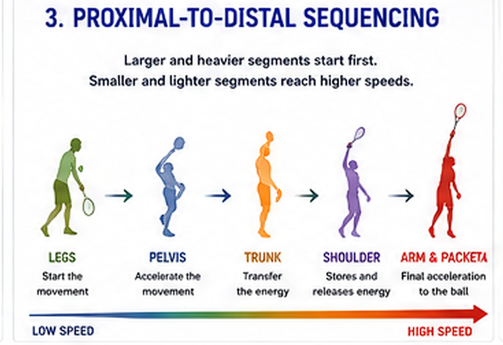 Proximal-to-distal sequencing: legs → pelvis → trunk → shoulder → arm and racket