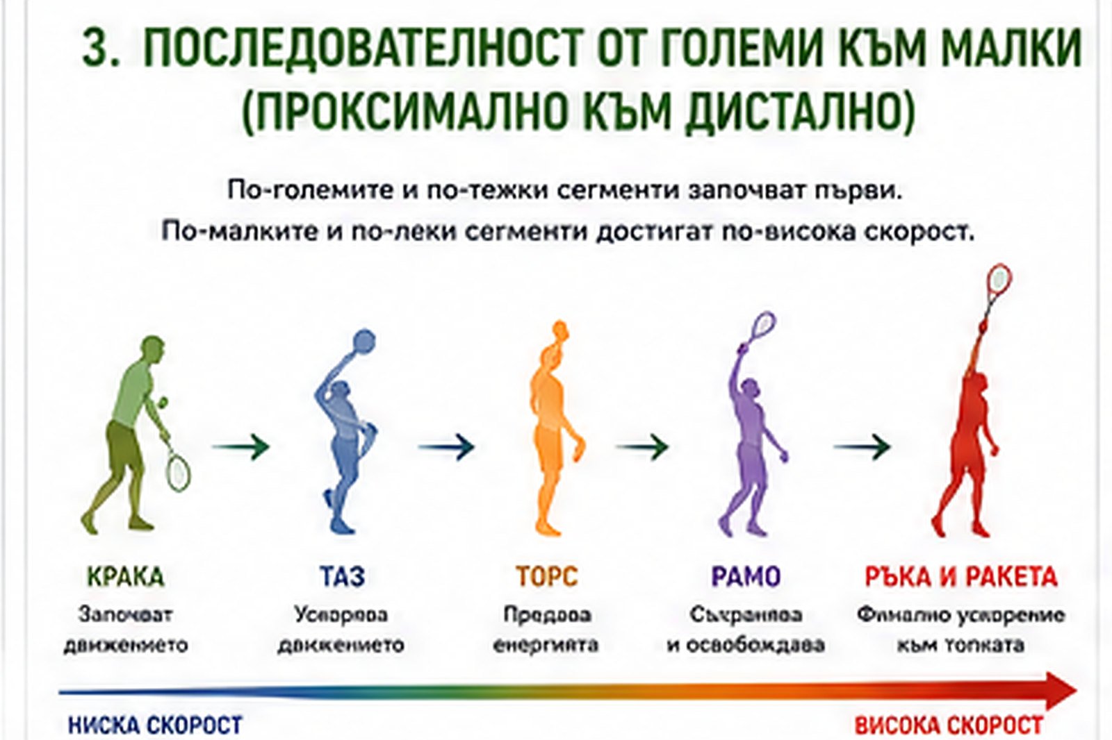 Последователност от големи към малки сегменти (proximal-to-distal): крака → таз → торс → рамо → ръка и ракета