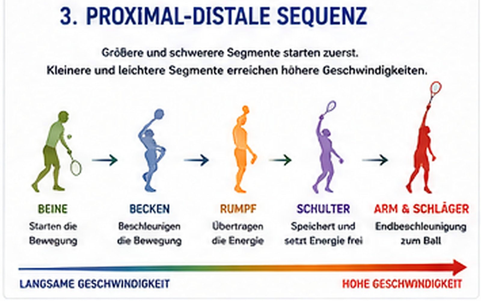 Proximal-to-distal-Sequenz: Beine → Hüfte → Rumpf → Schulter → Arm und Schläger