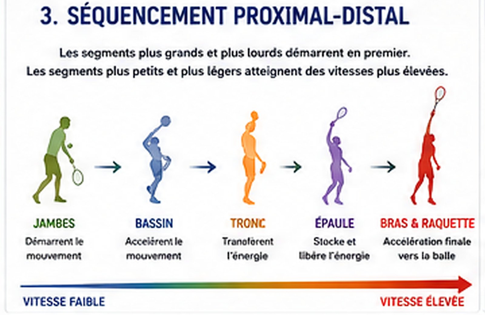 Séquence proximale-distale : jambes → hanches → tronc → épaule → bras et raquette